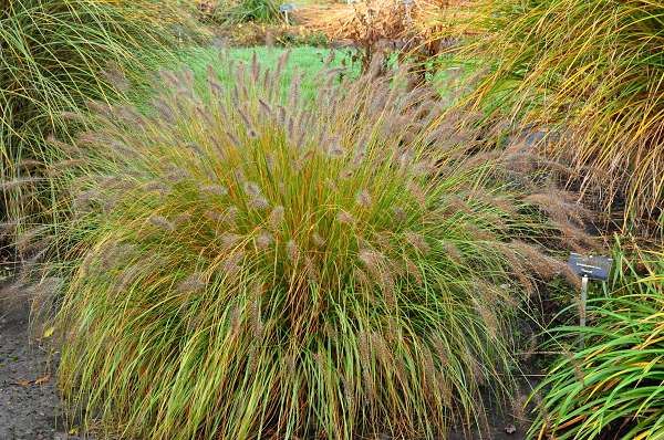 Pennisetum alopecuroides 'Hameln' - pot 7,5L