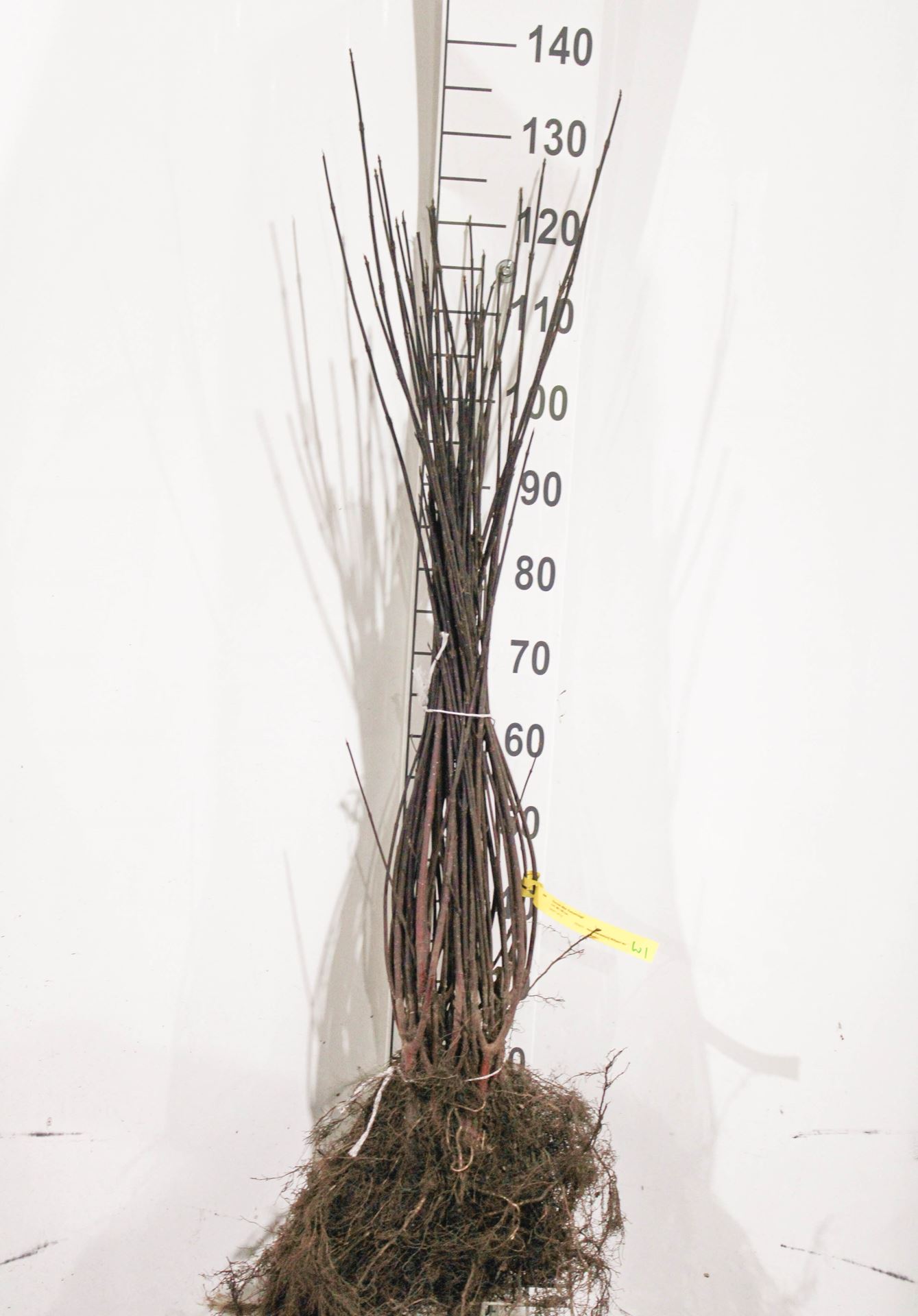 Cornus alba 'Kesselringii' - bare root - 40-60 cm