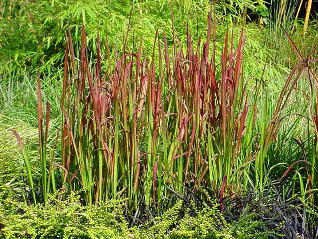Plantenfiche-Imperata-cylindrica-Red-Baron-