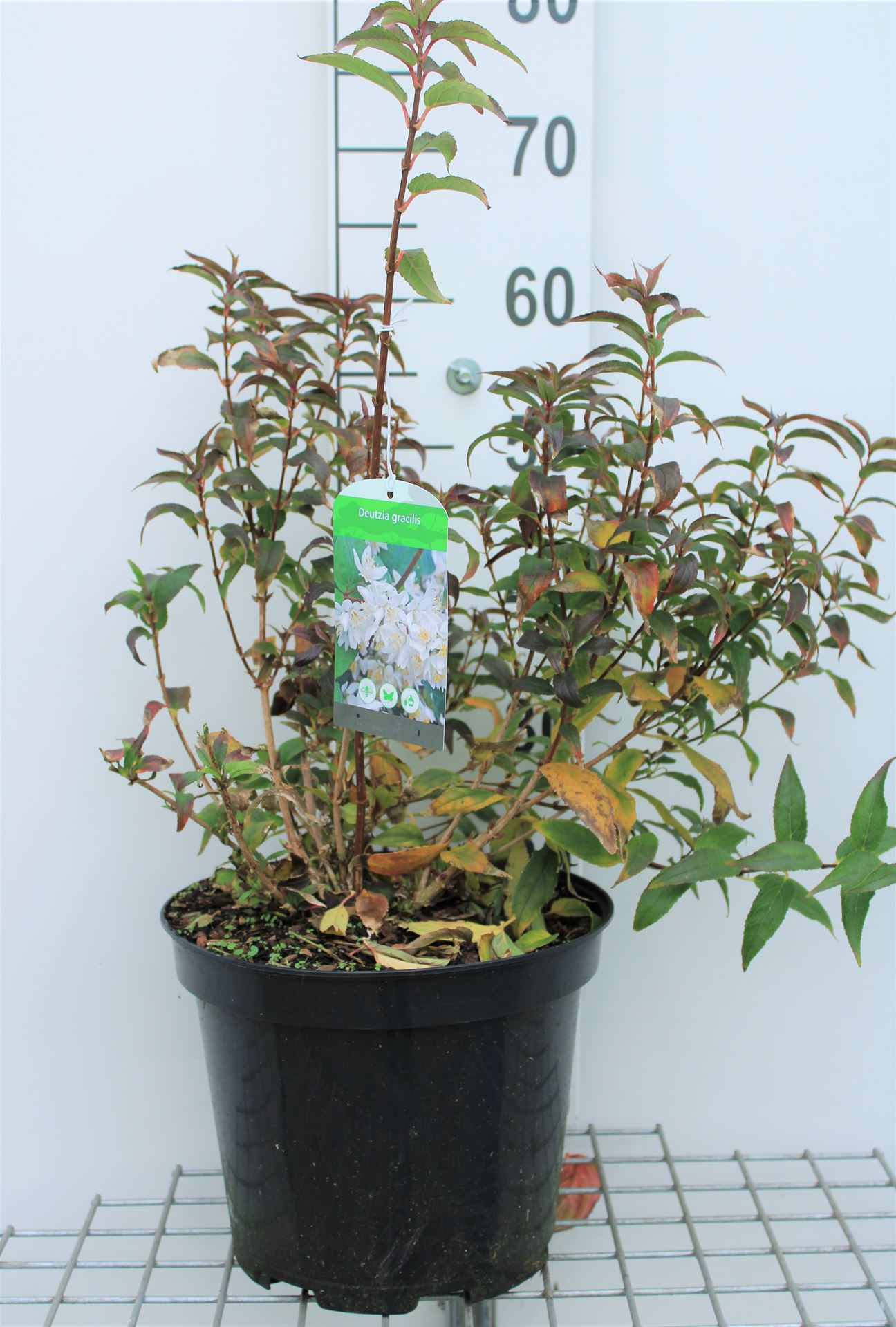 Deutzia gracilis - pot 10L - 50-60 cm