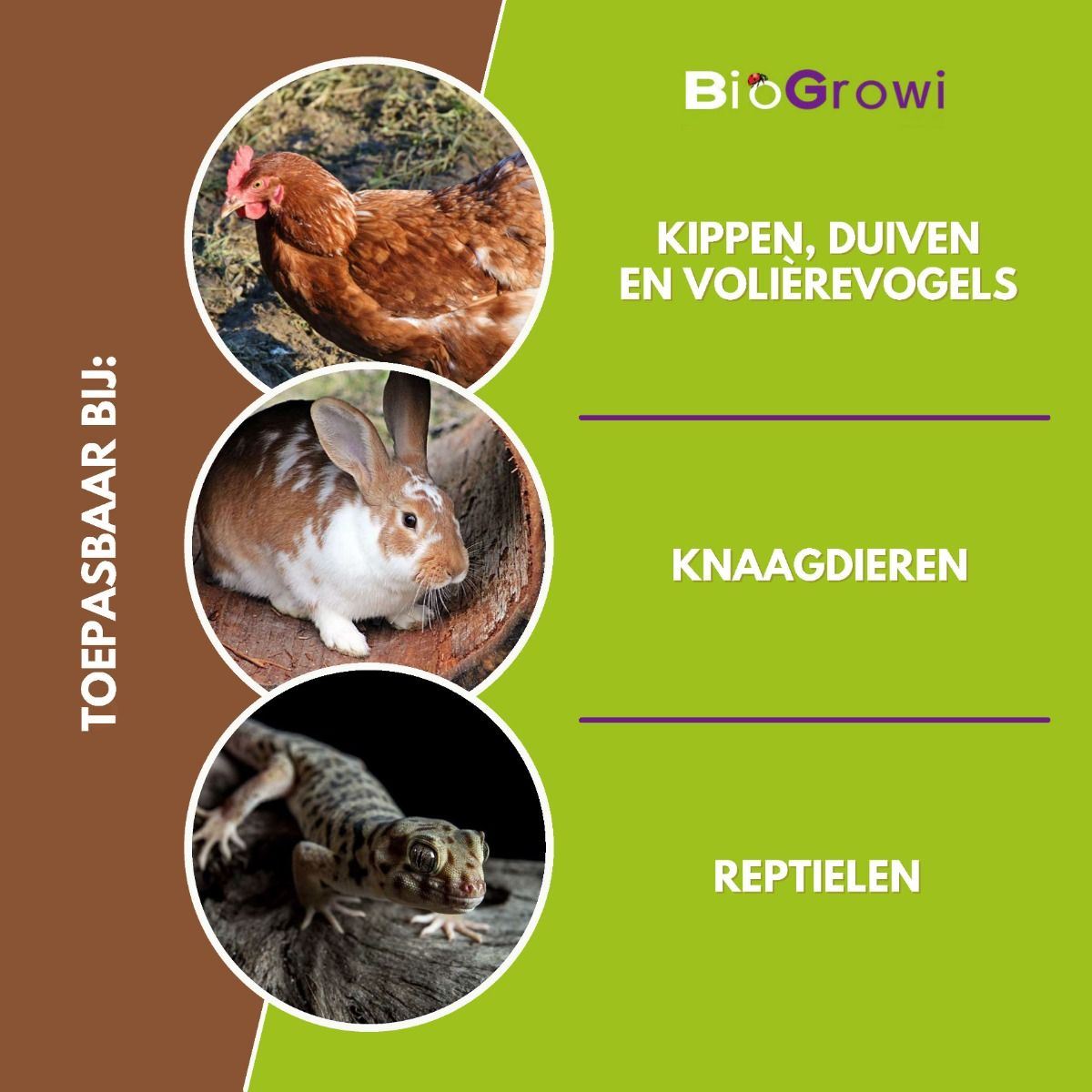 Chicken-heppie-25-000-st-25m-roofmijten-tegen-bloedluizen-bij-kippen-en-duiven