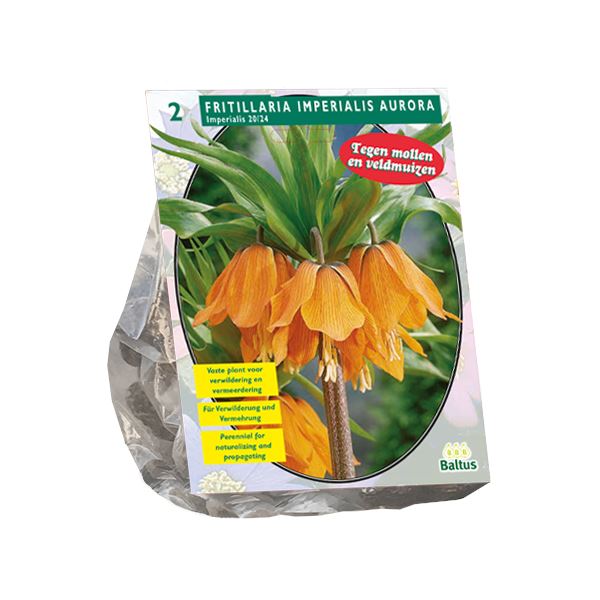 Fritillaria-Imperialis-Aurora-per-2