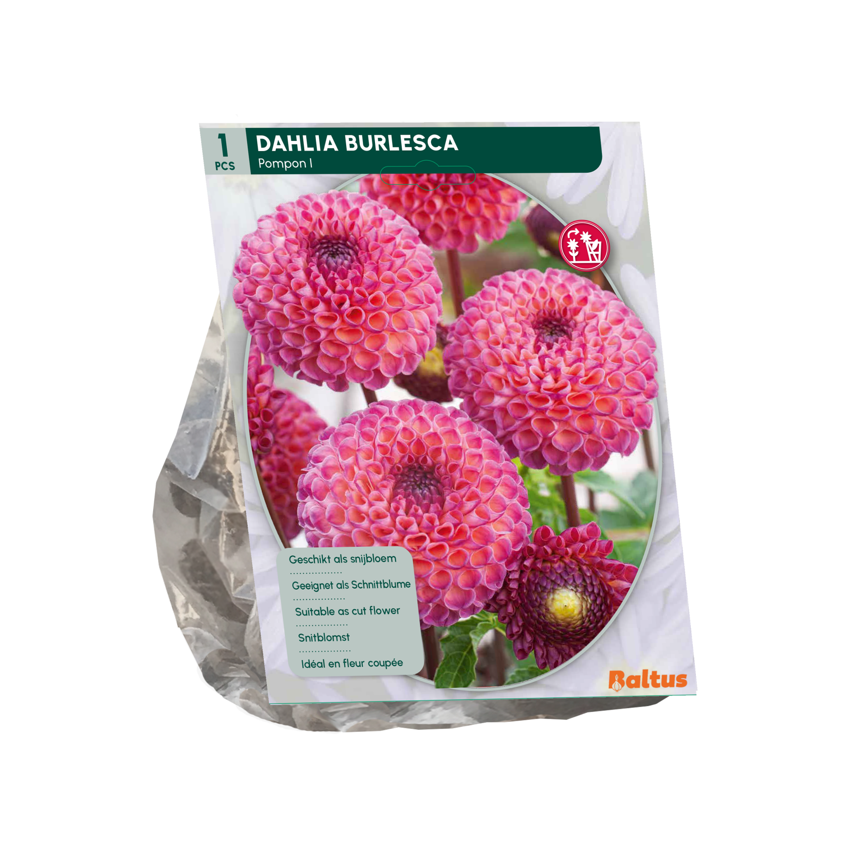Baltus dahlia 'Pompon Burlesca' - Najaarsbloeiers - 1 bol (roze-paars)
