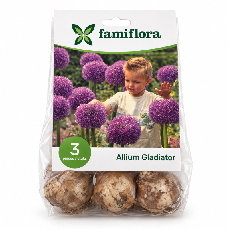 Famiflora Allium Gladiator - Voorjaarsbloeiers - 3 bloembollen