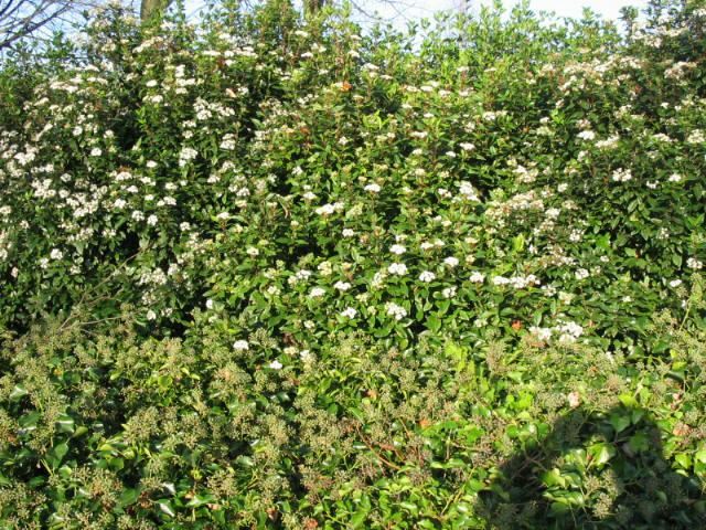Plantenfiche-Viburnum-tinus-Lauriersneeuwbal-