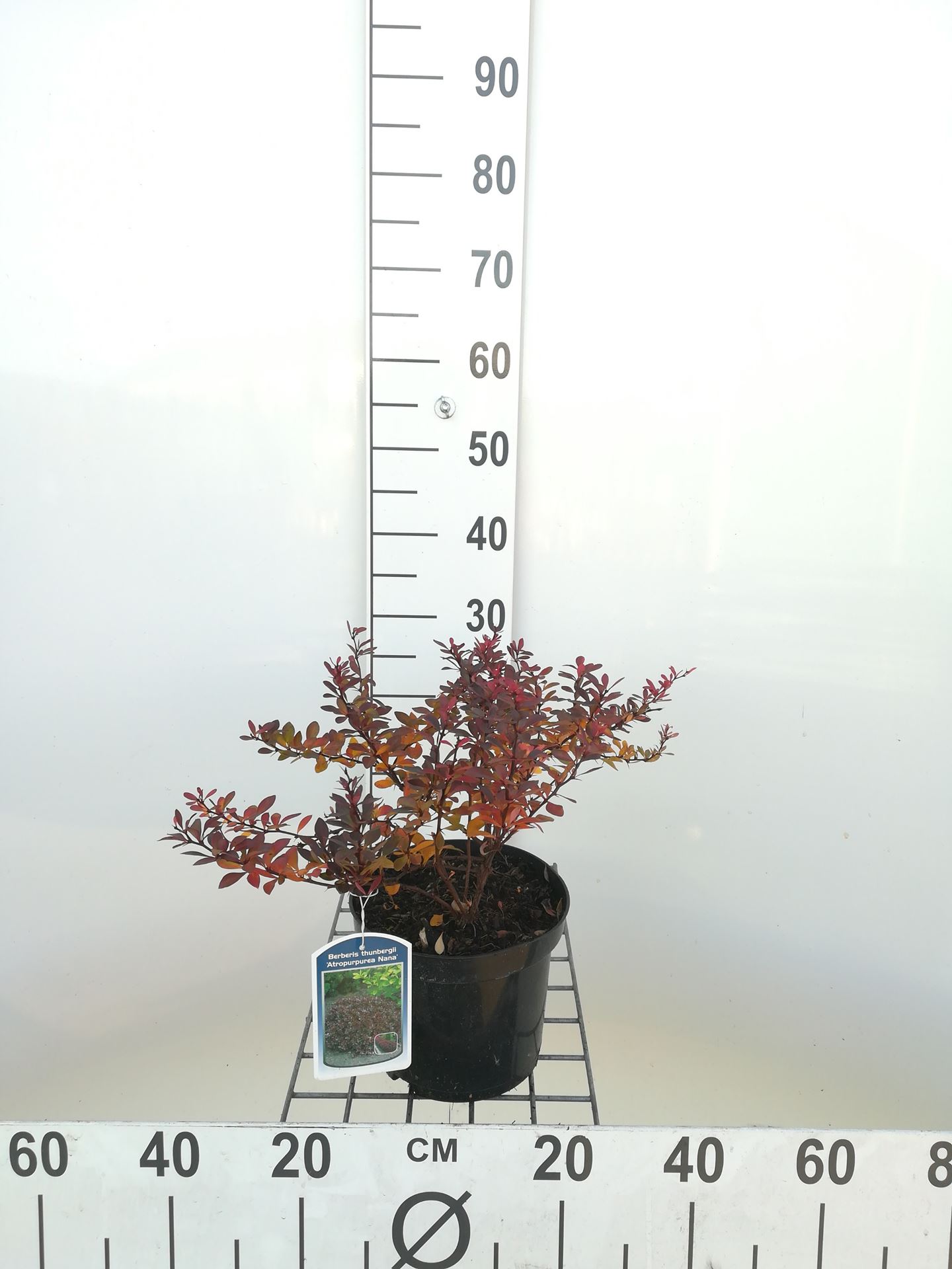 Berberis thunbergii 'Atropurpurea Nana' - pot - 20-25 cm