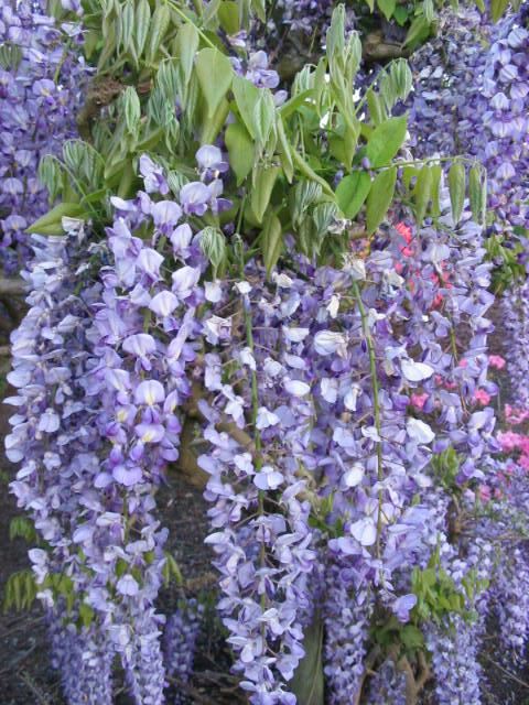 Plantenfiche-Wisteria-floribunda-Domino-