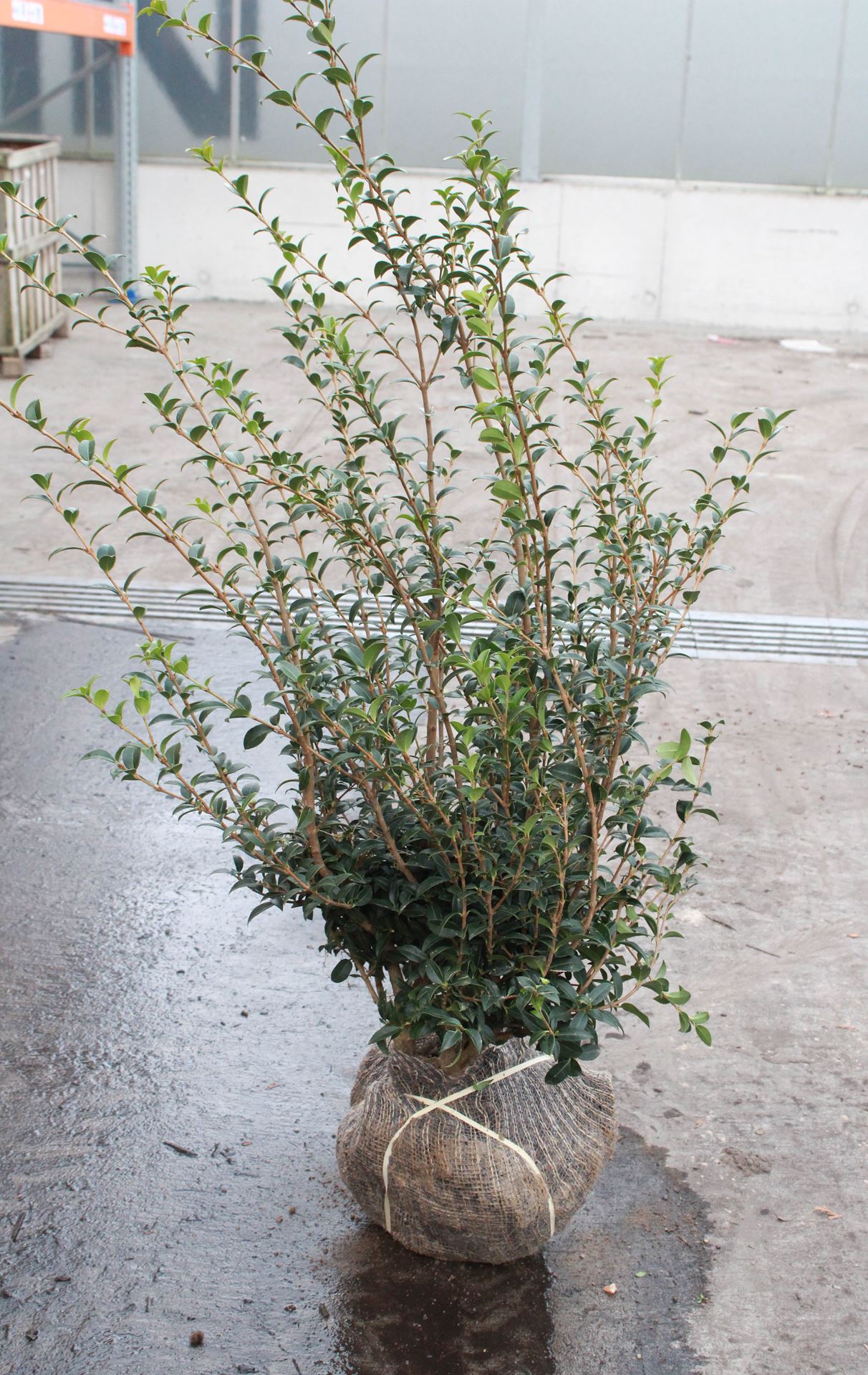 Osmanthus x burkwoodii - aardekluit - 60-80 cm - struik