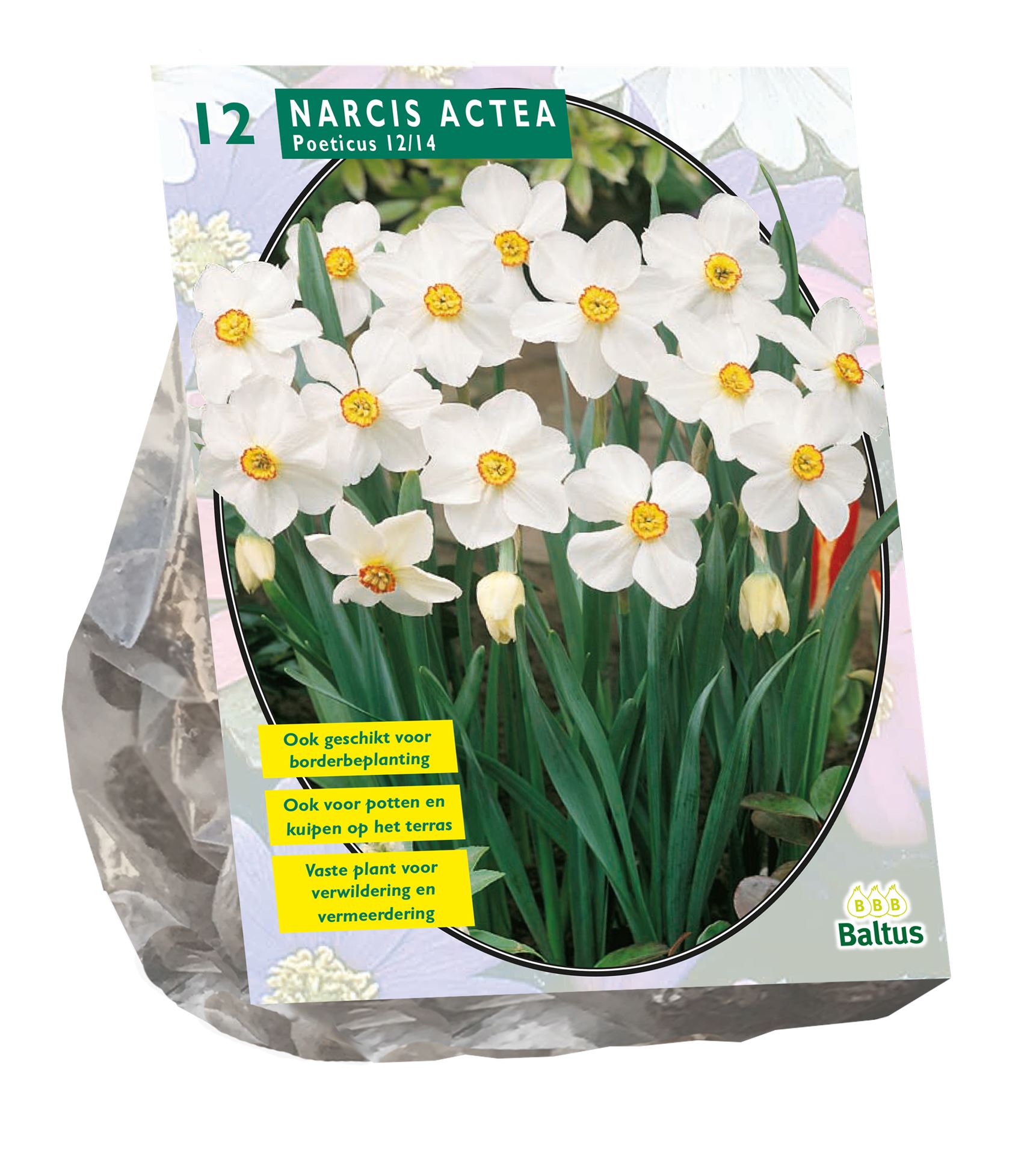 Narcis-Actea-per-12