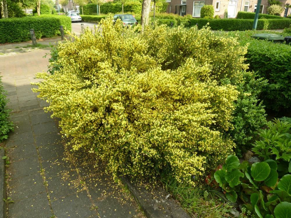 Plantenfiche-Cytisus-x-praecox-Allgold-