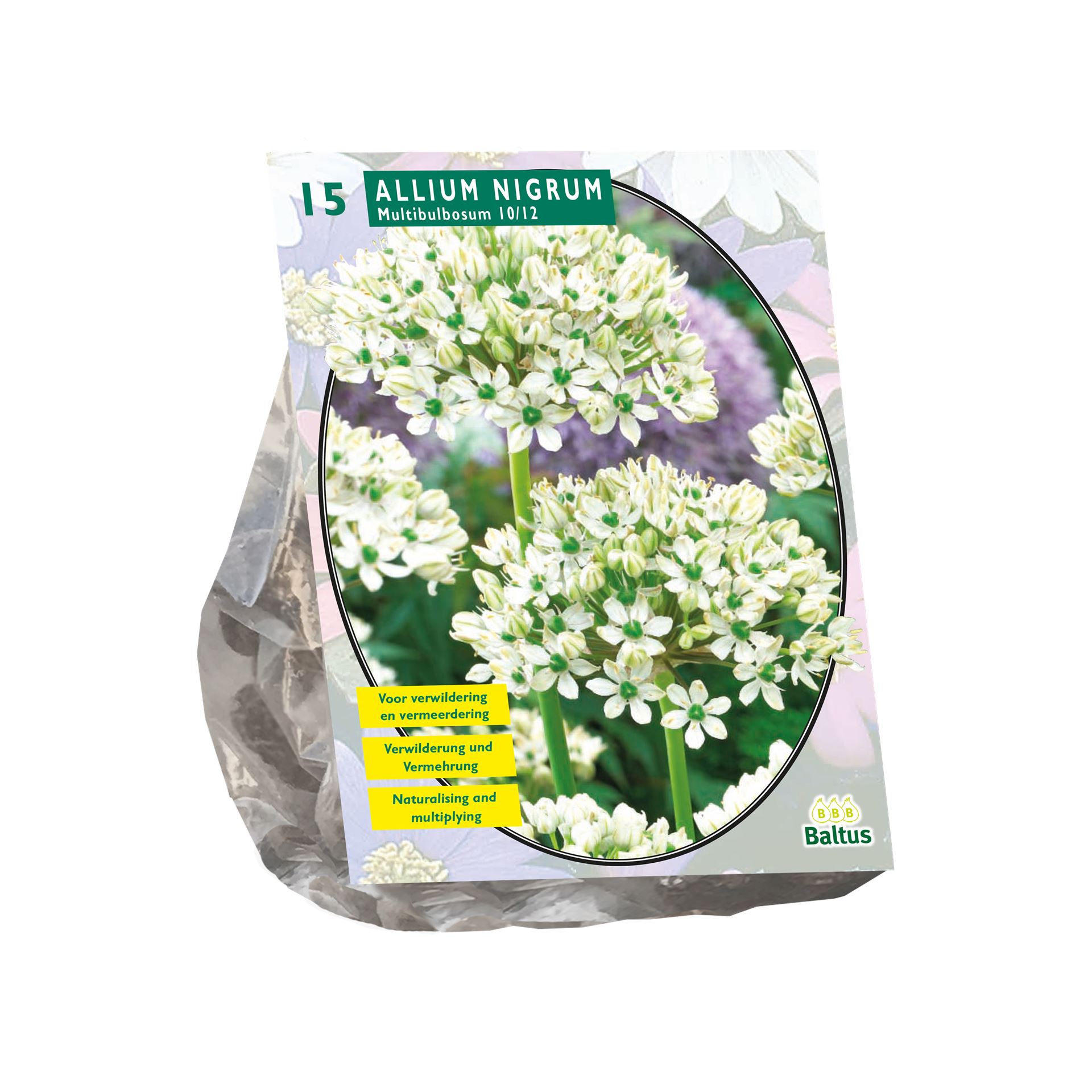 Allium-Nigrum-Multibubosum-per-15