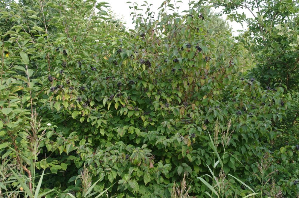 Plantenfiche-Cornus-sanguinea