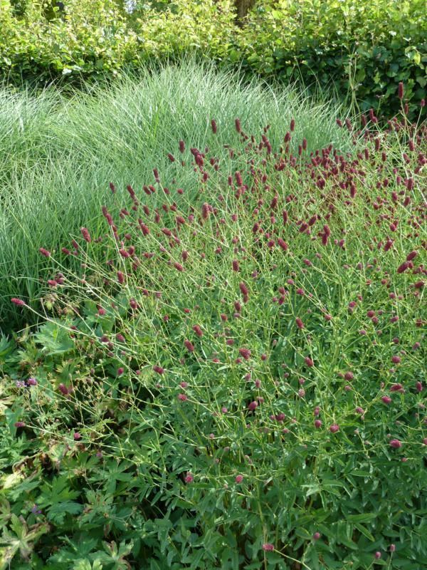 Plantenfiche-Sanguisorba-officinalis-Red-Thunder-