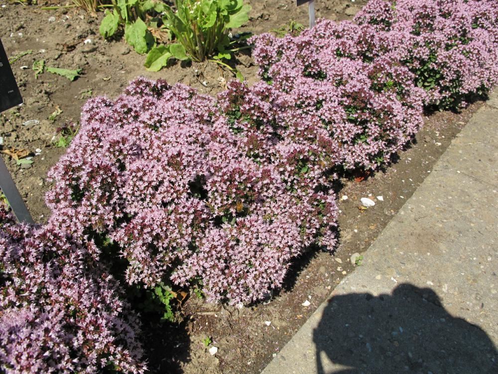 Plantenfiche-Origanum-vulgare-Compactum-Compacte-oregano-