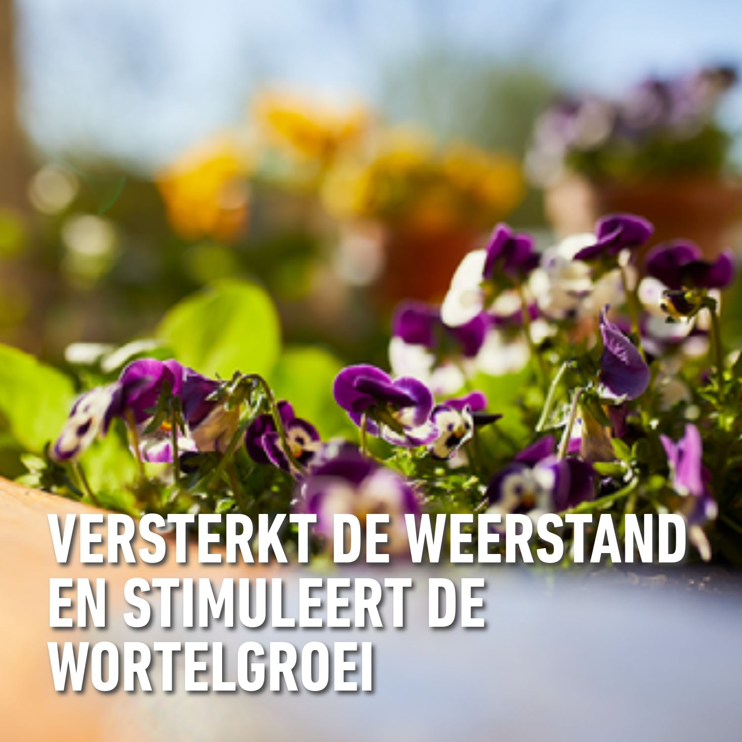 compo-vloeibare-meststof-geraniums-balkonplanten-900ml-100ml-