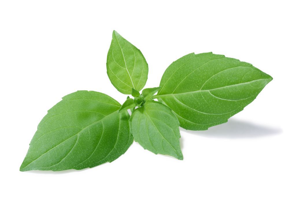 Plantenfiche-Ocimum-x-africanum-Citroen-basilicum-