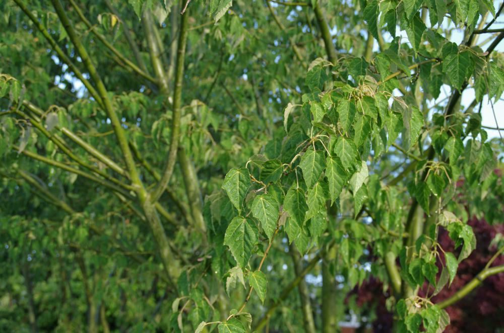 Plantenfiche-Acer-davidii