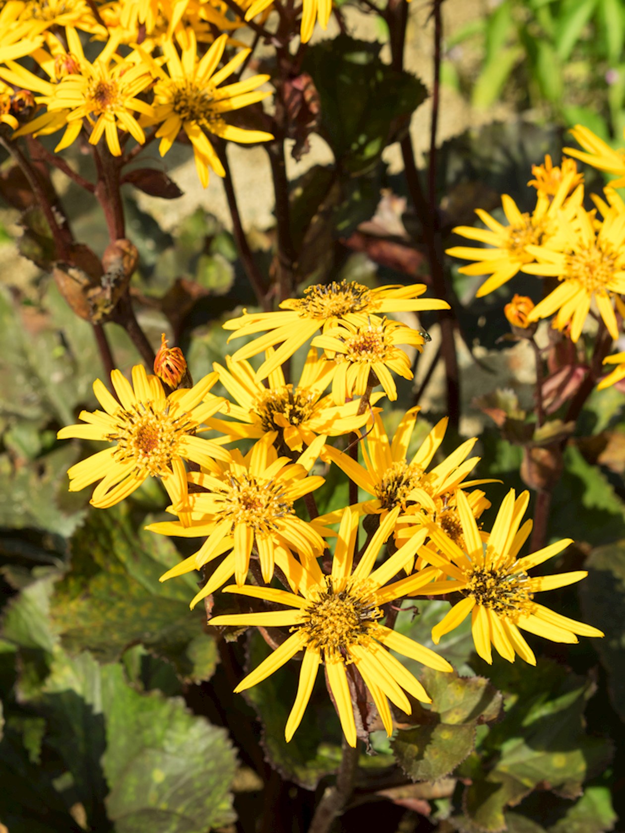 Plantenfiche-Ligularia-dentata-Desdemona-