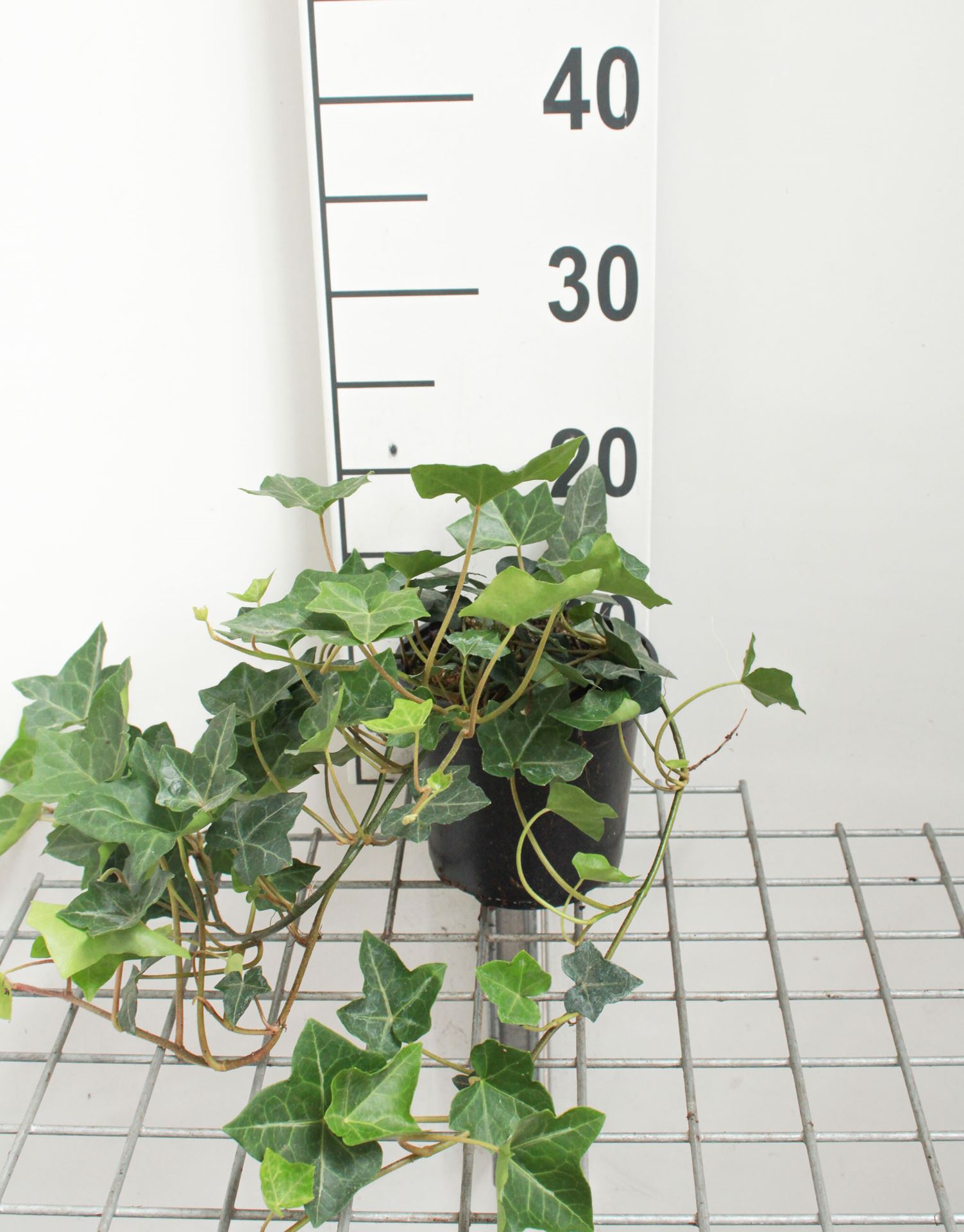 Hedera hibernica - pot 1,3L - 40-60 cm