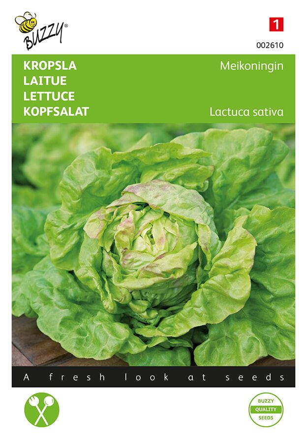 Head lettuce May Queen