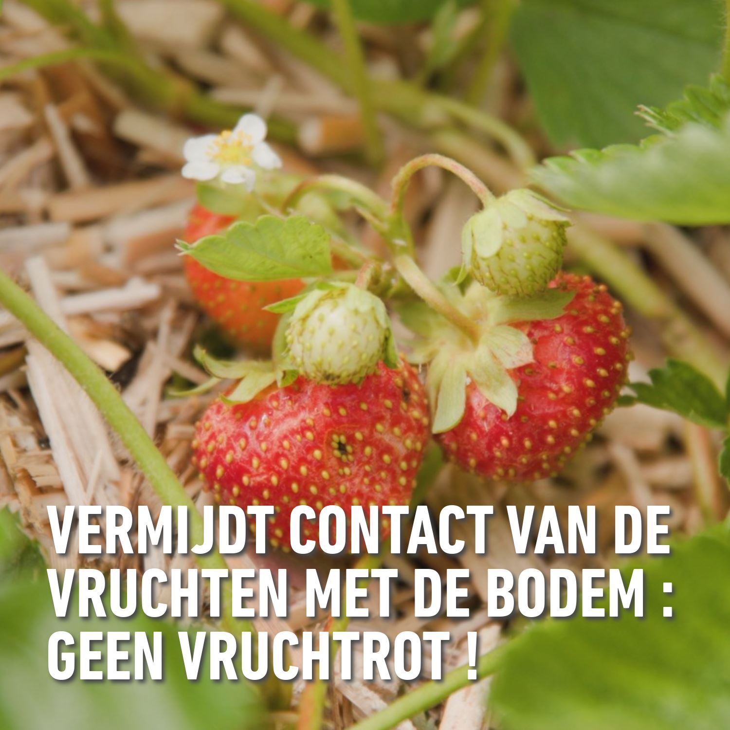 Turf-Miscanthus-50-L