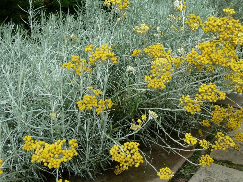 Plantenfiche-Helichrysum-italicum-Kerrieplant-