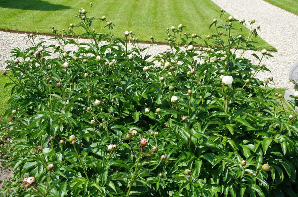 Plantenfiche-Paeonia-Duchesse-de-Nemours-