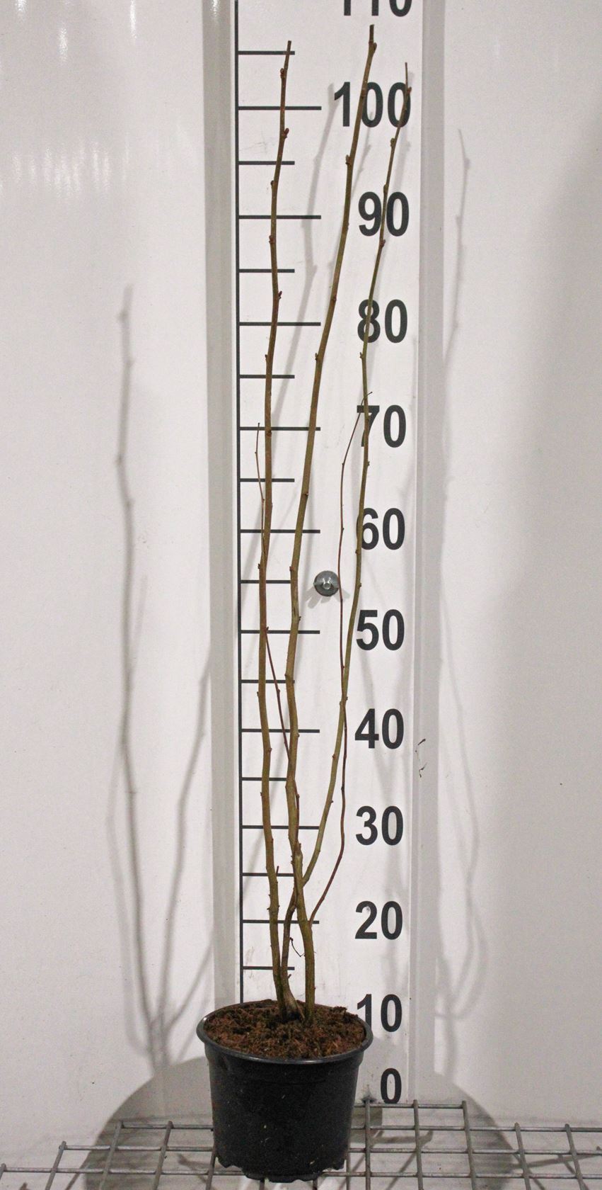 Corylus avellana - pot 2L - 50-60 cm