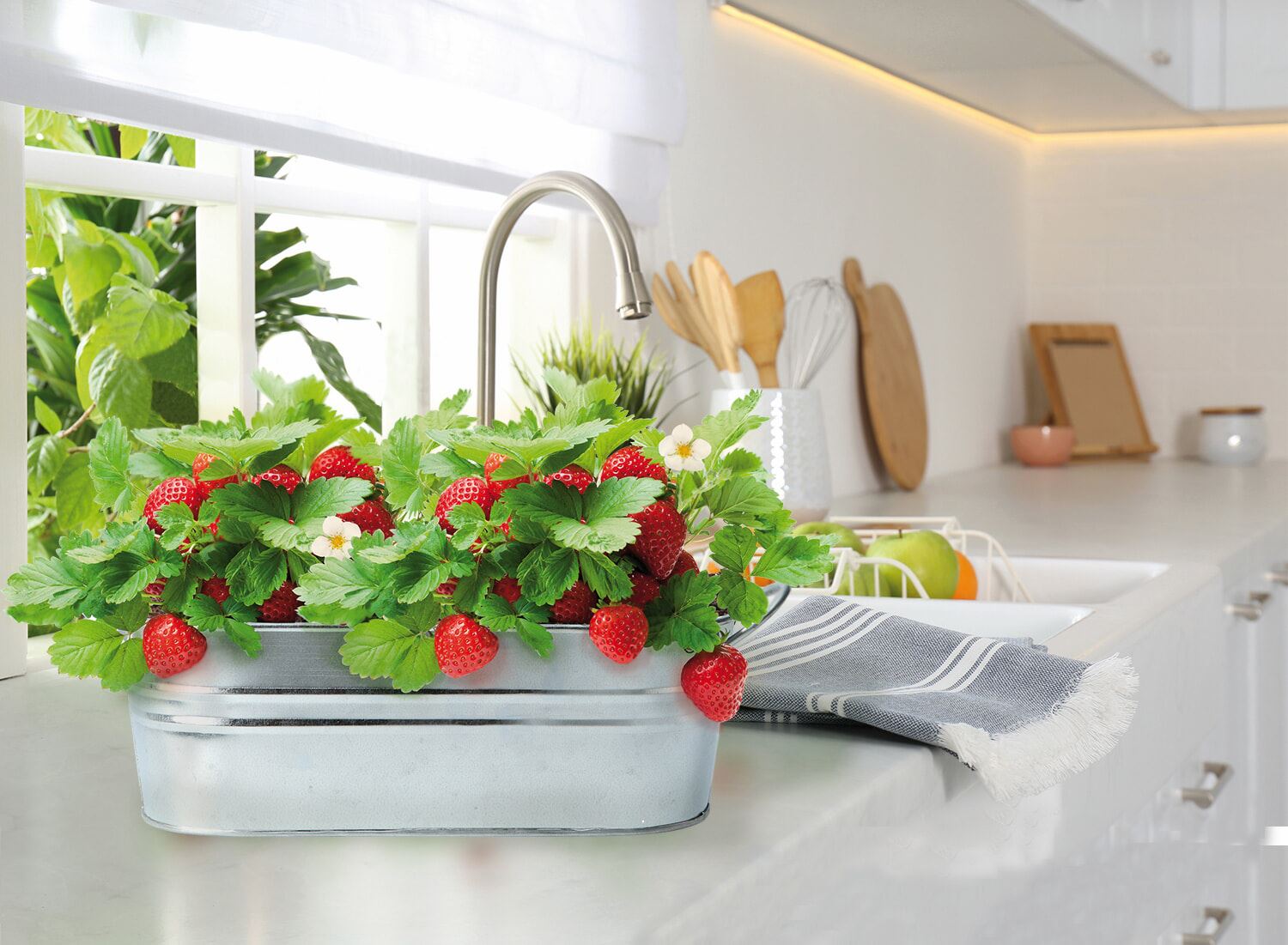 Buzzy-Small-Garden-Sweet-Strawberry