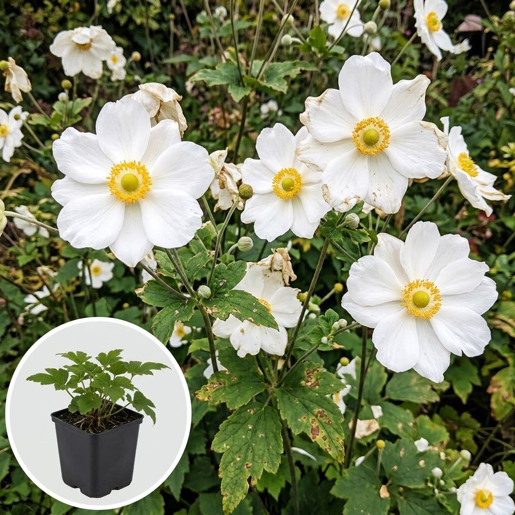 Anemone-x-hybrida-Honorine-Jobert-pot-9x9-cm