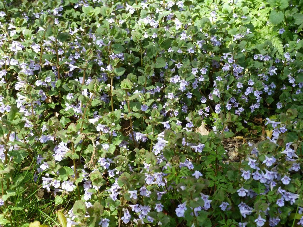 Plantenfiche-Glechoma-hederacea