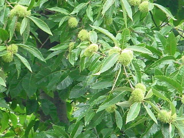 Plantenfiche-Castanea-sativa-Tamme-kastanje-