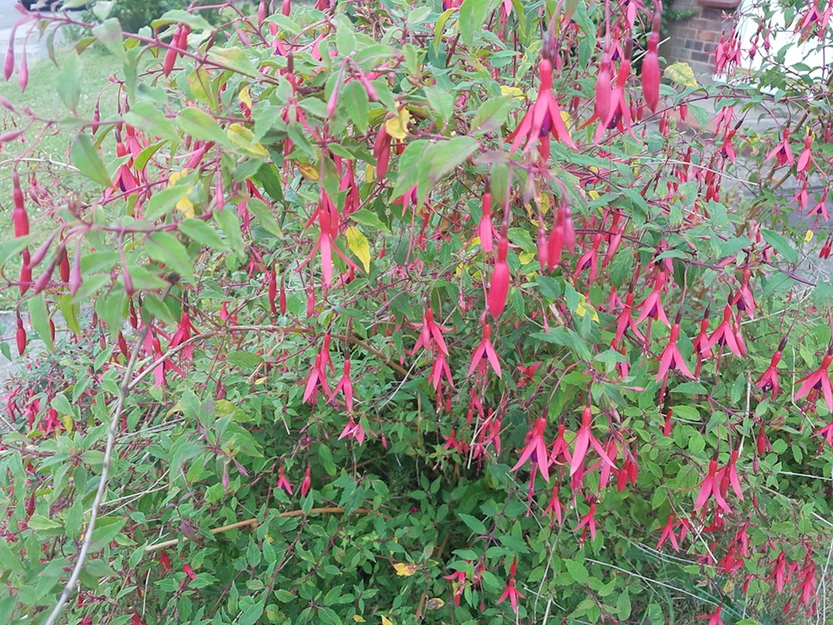 Plantenfiche-Fuchsia-Tom-Thumb-