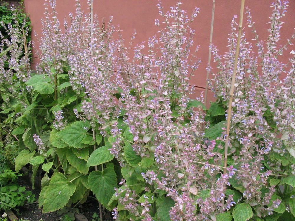 Plantenfiche-Salvia-sclarea