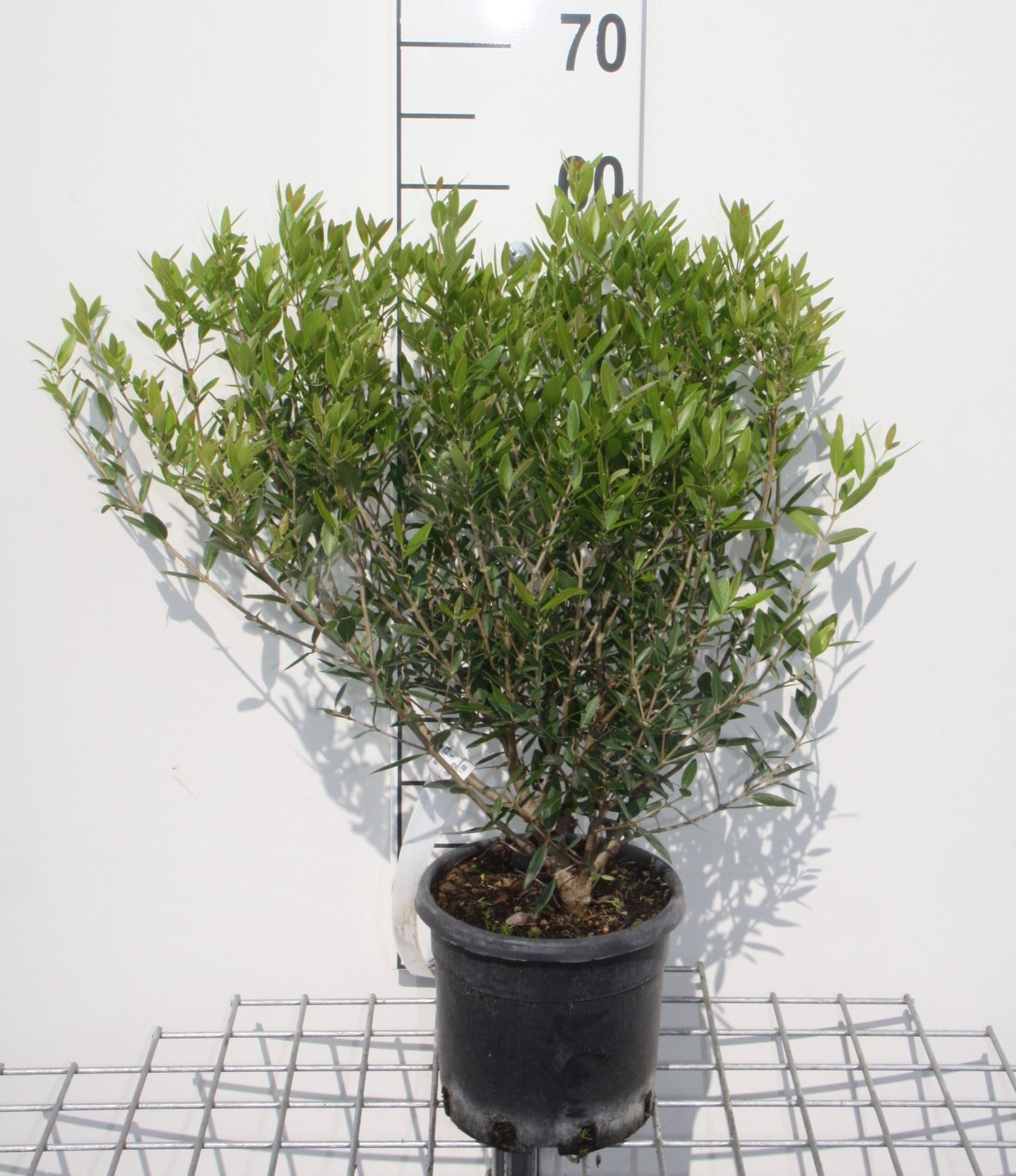 Phillyrea angustifolia - pot 3L - 40-50 cm