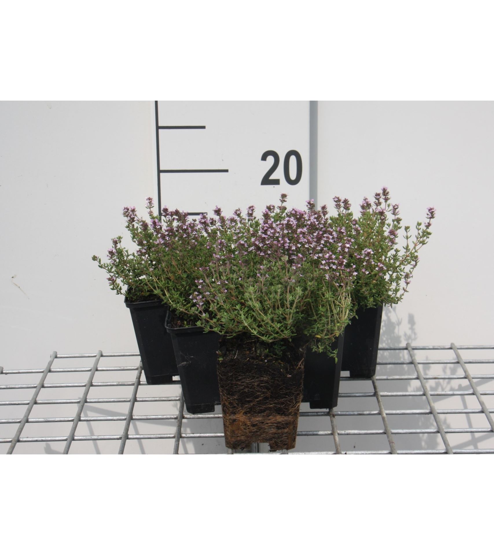 Thymus x citriodorus 'Silver Queen' - pot 9x9 cm (Citroentijm)