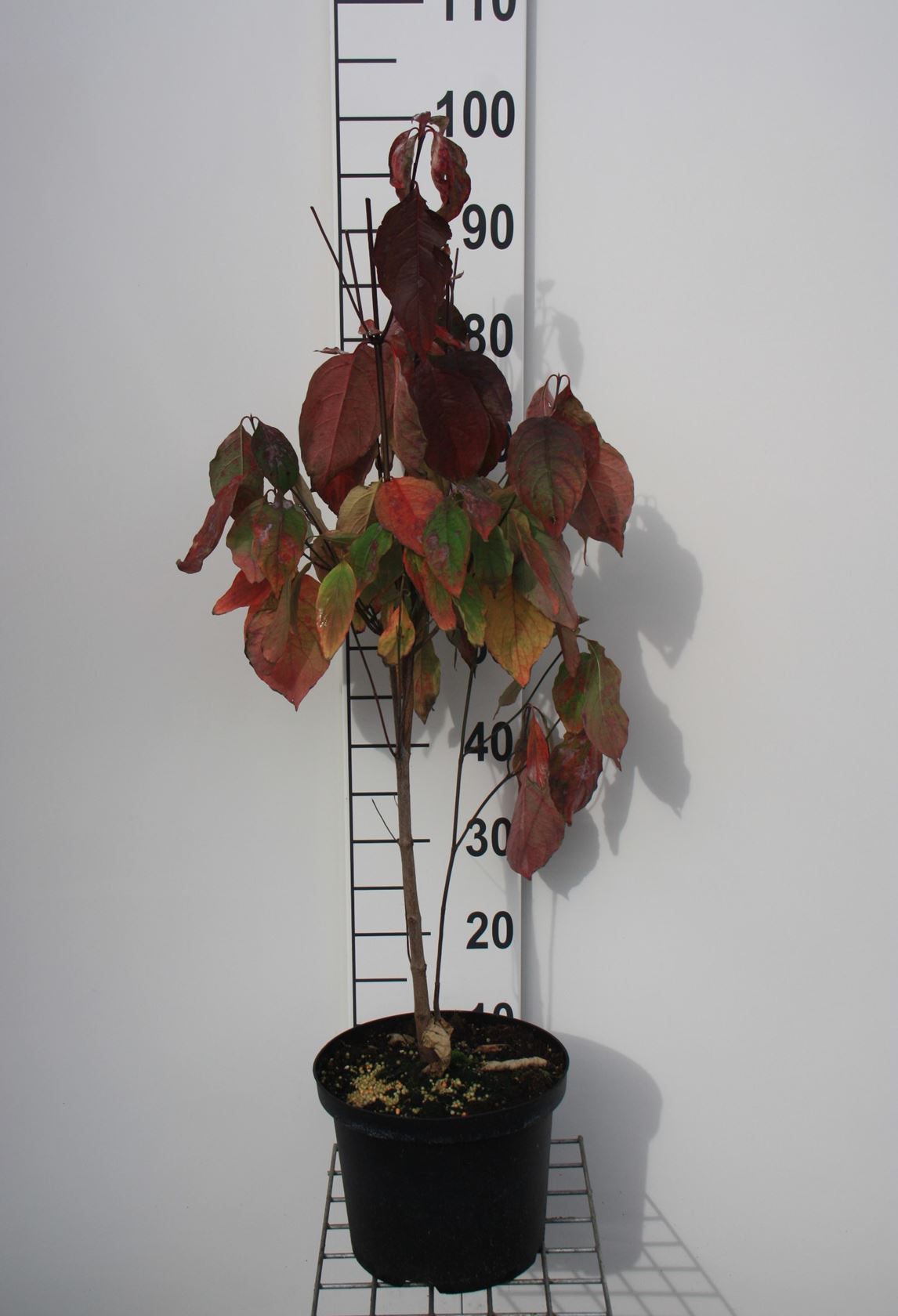 Cornus florida f. rubra - pot - 60-80 cm