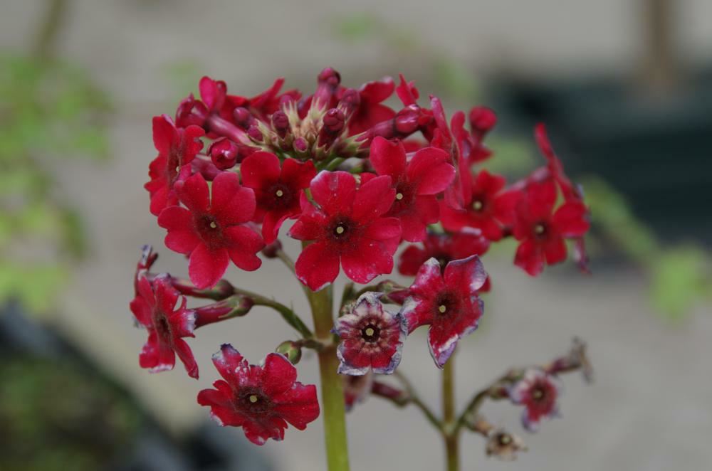 Plantenfiche-Primula-japonica-Miller-s-Crimson-