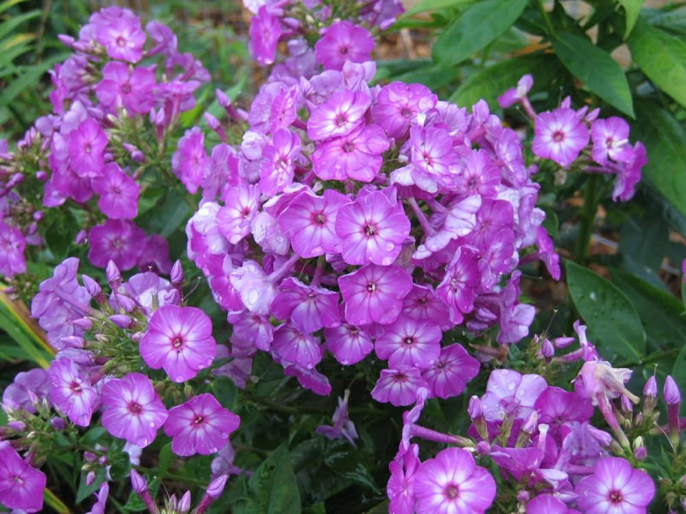 Plantenfiche-Phlox-Barthirtythree-