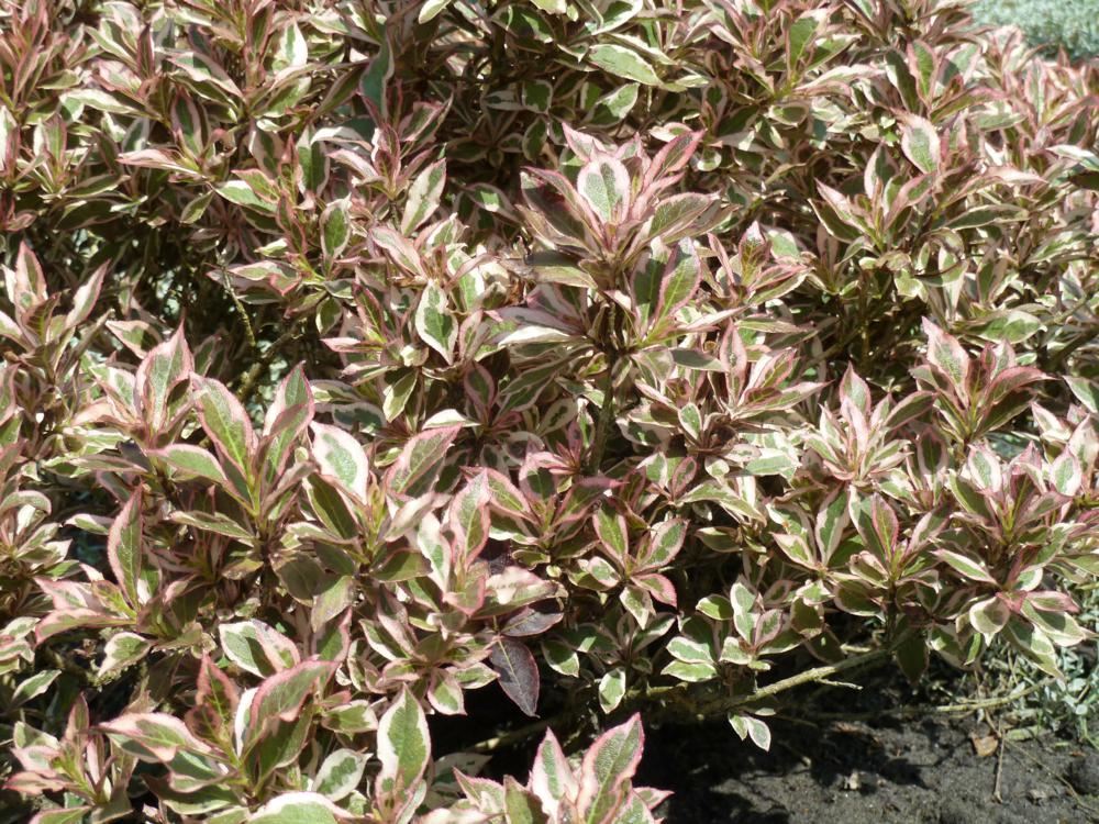 Plantenfiche-Weigela-florida-Verweig-Monet-