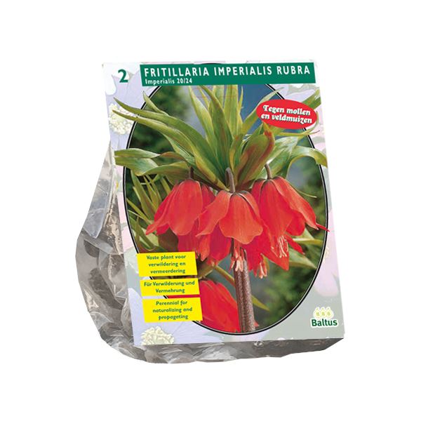 Baltus 'Fritillaria Imperialis Rubra' voorjaarsbloeiers - 2 bollen