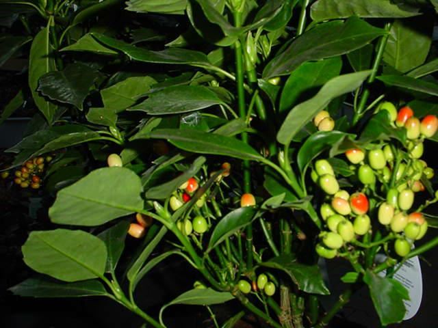 Plantenfiche-Aucuba-japonica-Rozannie-