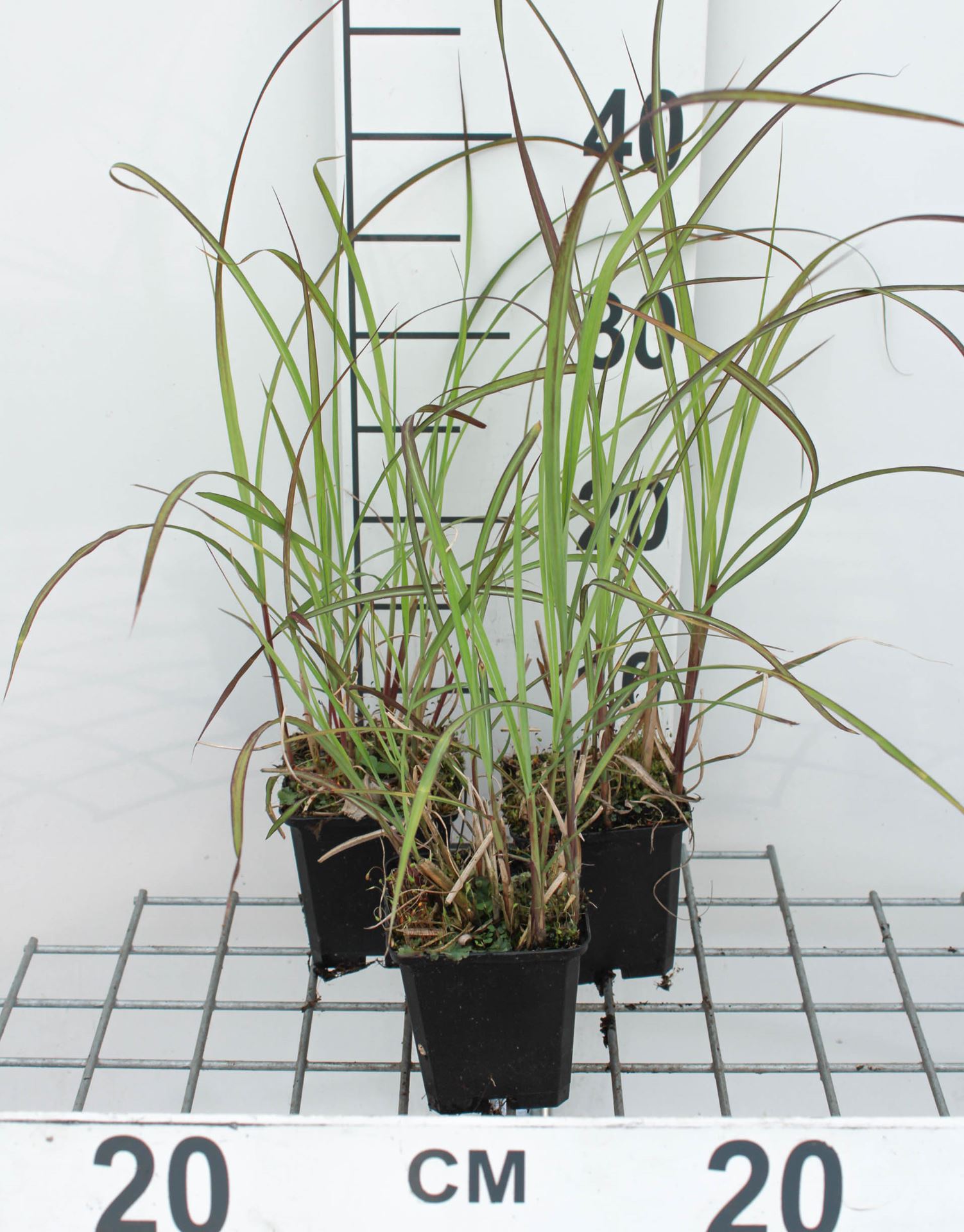 Miscanthus sinensis 'Graziella' - pot 9x9 cm