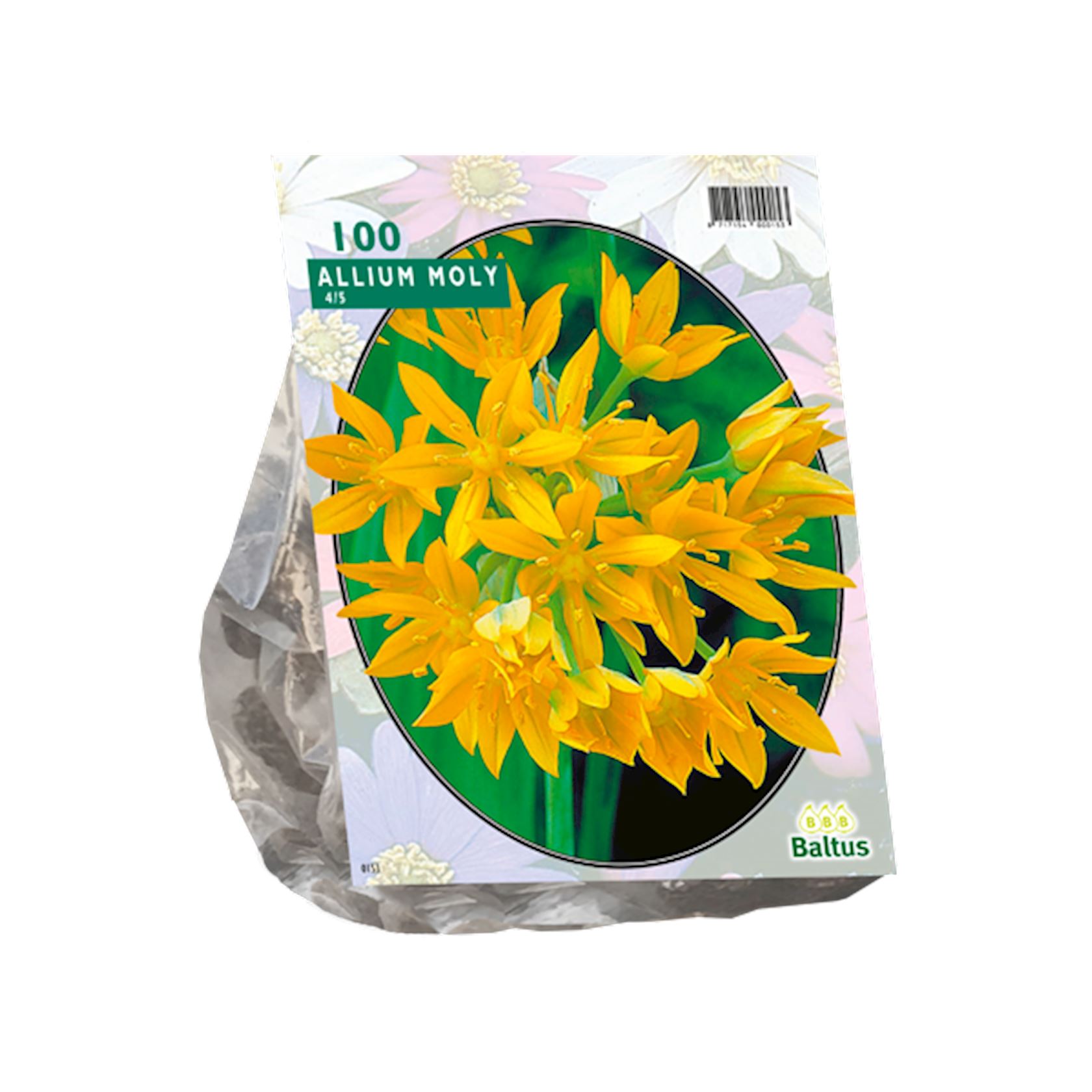 allium-moly-per-100