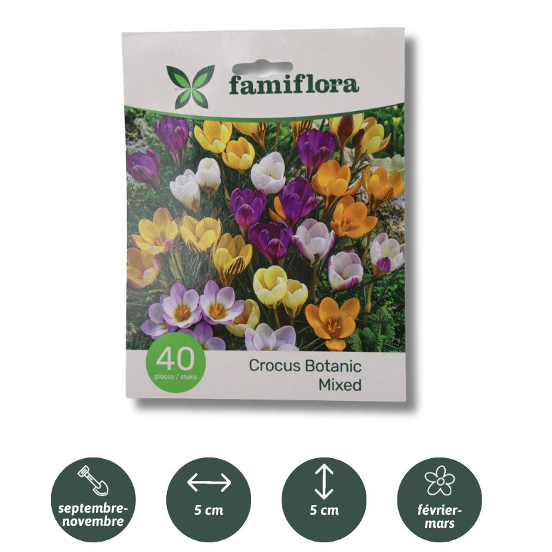 Crocus-Botanisch-per-40