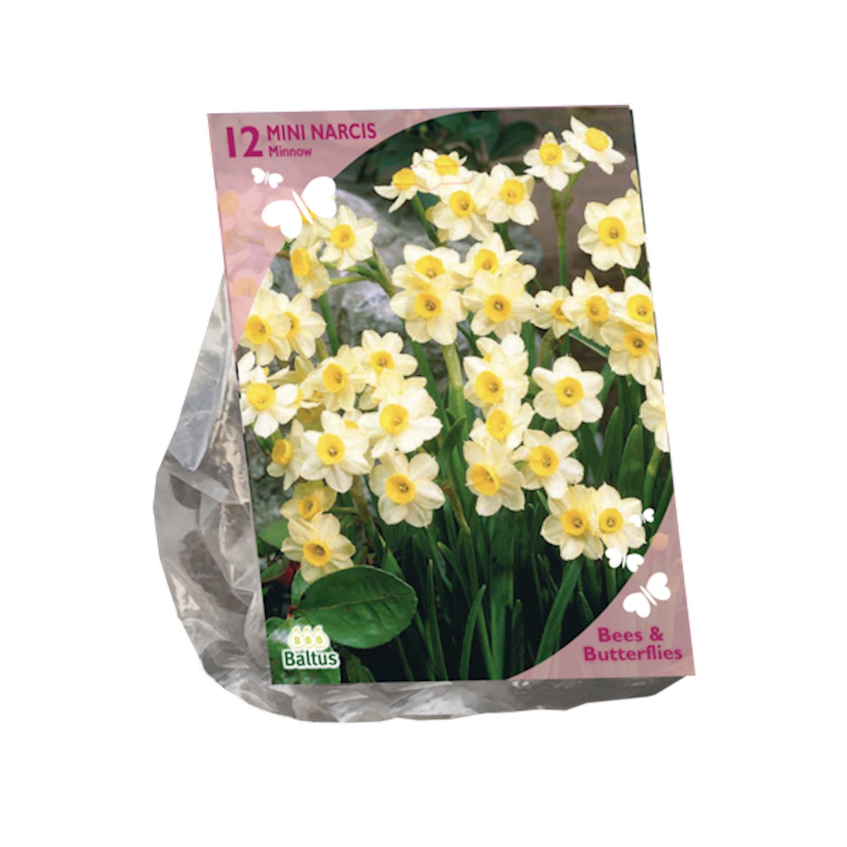 bees-butterflies-narcis-mini-minnow-per-12