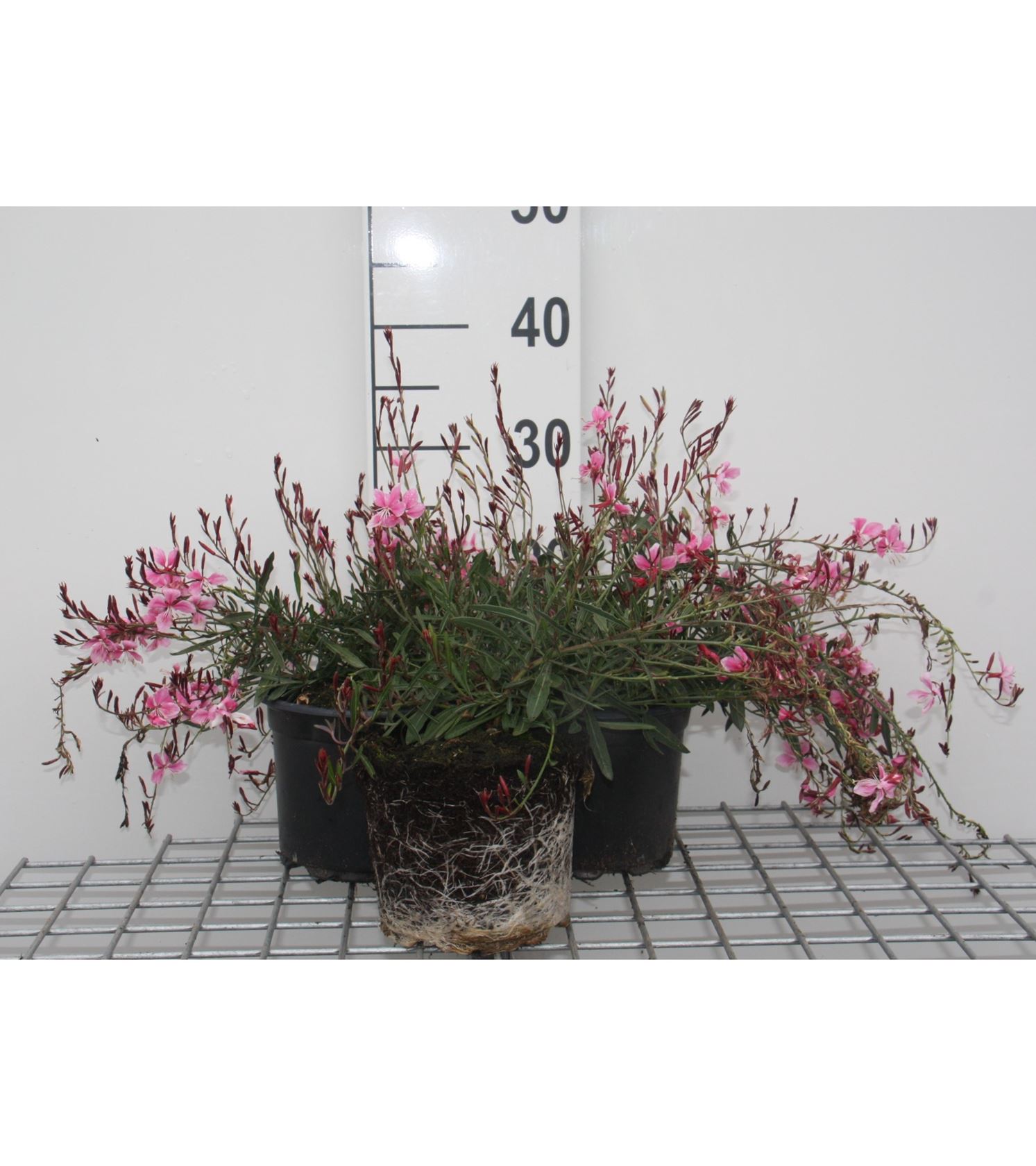 Gaura lindheimeri 'Siskiyou Pink' - pot 2L