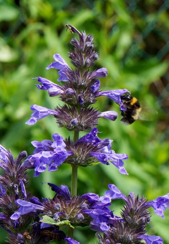 Plantenfiche-Nepeta-Bokratune-