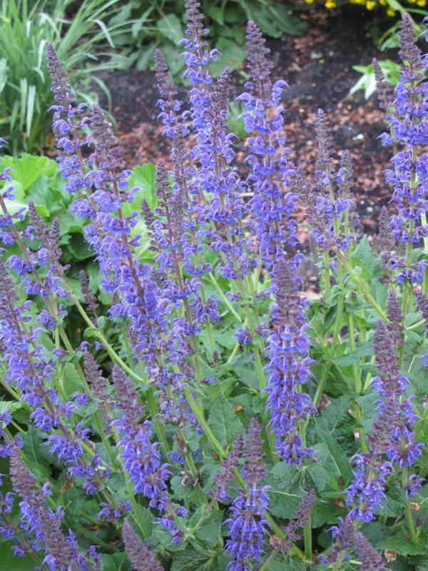 Plantenfiche-Salvia-nemorosa-Mainacht-