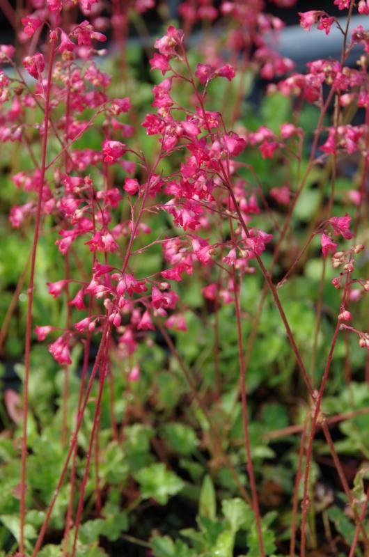 Plantenfiche-Heuchera-Pluie-de-Feu-